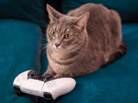 Un chat gris assis devant une manette de jeu vidéo