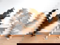 Un chat gris et mince fait face à un gros chat roux