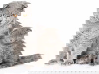 Un chat Scottish Fold adulte et son chaton sur un fond blanc