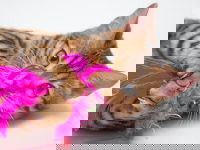 Un chat Bengal joue avec un plumeau rose fuchsia