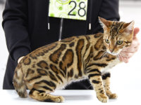 Un chat Bengal examiné par un juge lors d'une exposition féline