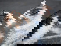 Un chat dominant pose sa patte sur la tête d'un autre chat