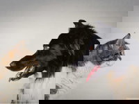 Un chien et un chat se font face sur un fond gris