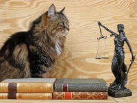 Un chat à poil long assis devant une statue symbolisant la Justice