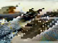 Un Ragdoll sur une terrasse avec Bruxelles en arrière-plan.