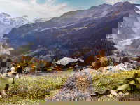 Un chat sur une hauteur près de la vallée de Lauterbrunnen, dans le canton de Berne (Suisse).