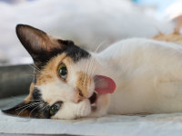 Un chat tricolore empoisonné sur le sol, la langue pendante
