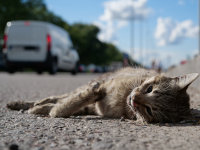 Un chat gris mort écrasé sur la route