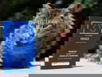 Un chat brun assis à côté d'un passeport