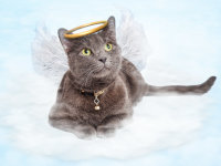 Image d'un chat mort avec des ailes et une auréole