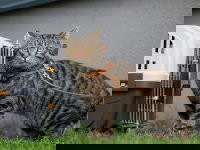 Un chat brun tabby en laisse à côté de sa cage de transport