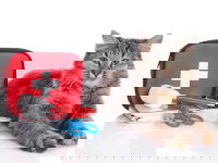 Un chat gris et roux allongé à côté d'une trousse de premiers secours