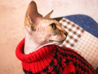 Les accessoires pour habiller un chat