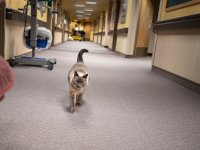 Un chat déambule dans les couloirs d'un bureau