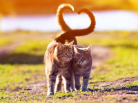 Deux chats amoureux se promènent dans un jardin, leur queue formant comme un coeur