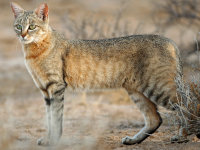 Vue de profil d'un chat sauvage d'Afrique dans le désert