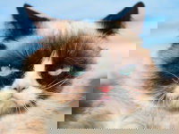 Vue proche de la tête de Grumpy Cat