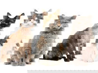 Un groupe de trois chats de races différentes sur un fond blanc