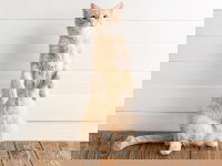 Un grand chat roux se tient debout sur ses pattes arrière