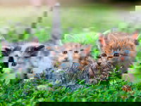 Trois adorables chatons marchent dans l'herbe