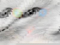 Vue proche d'un chat blanc avec des yeux vairons