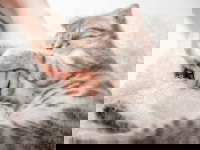 Un chat tigré dort en tenant la main de sa maîtresse entre ses pattes