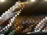 Un beau chat de type Maine Coon sur une scène devant une foule